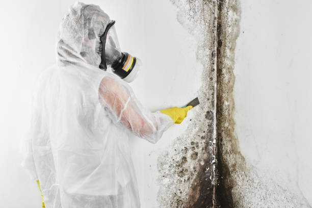 Best Office Mold Removal Services  in Mcgehee, AR