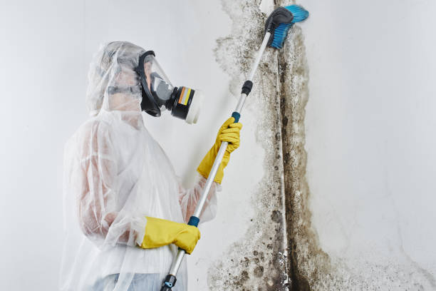 Best Certified Mold Removal  in Mcgehee, AR