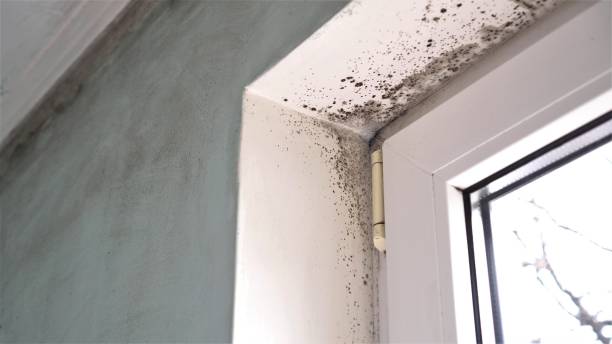 Best Crawl Space Mold Removal  in Mcgehee, AR