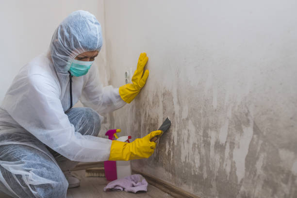 Best Mold Remediation  in Mcgehee, AR