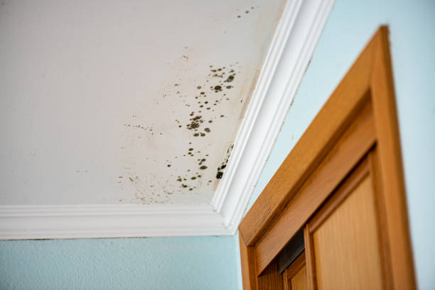 Best Toxic Mold Removal  in Mcgehee, AR