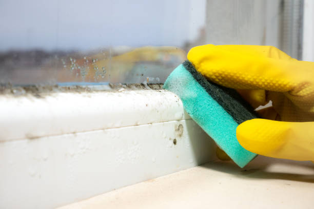 Best Mold Remediation  in Mcgehee, AR