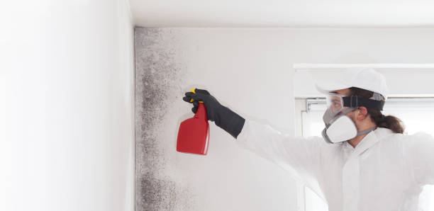 Best Professional Mold Removal  in Mcgehee, AR