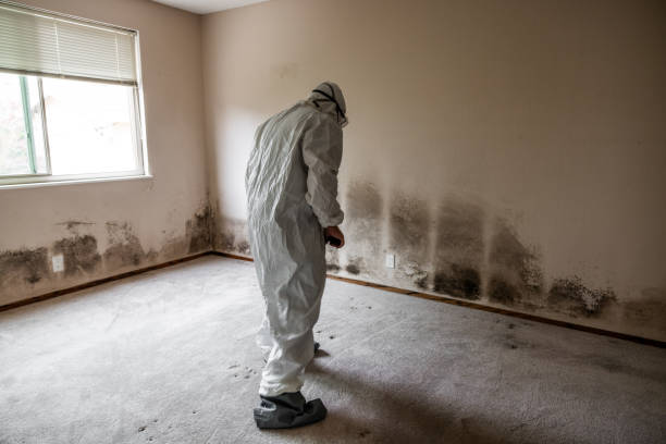 Best Mold Remediation  in Mcgehee, AR