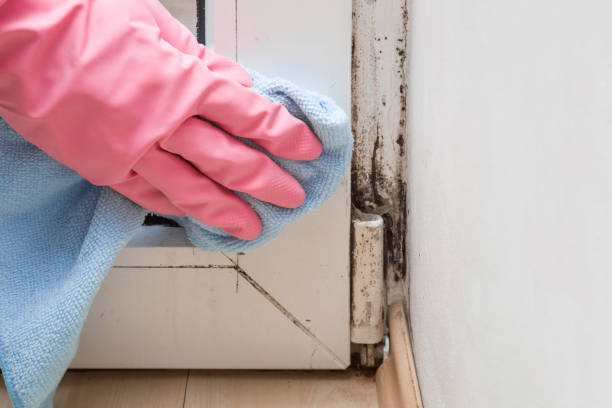 Best Professional Mold Removal  in Mcgehee, AR