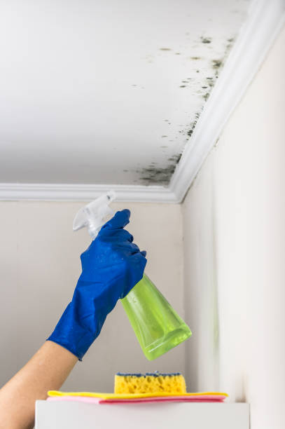 Best Mold Remediation  in Mcgehee, AR